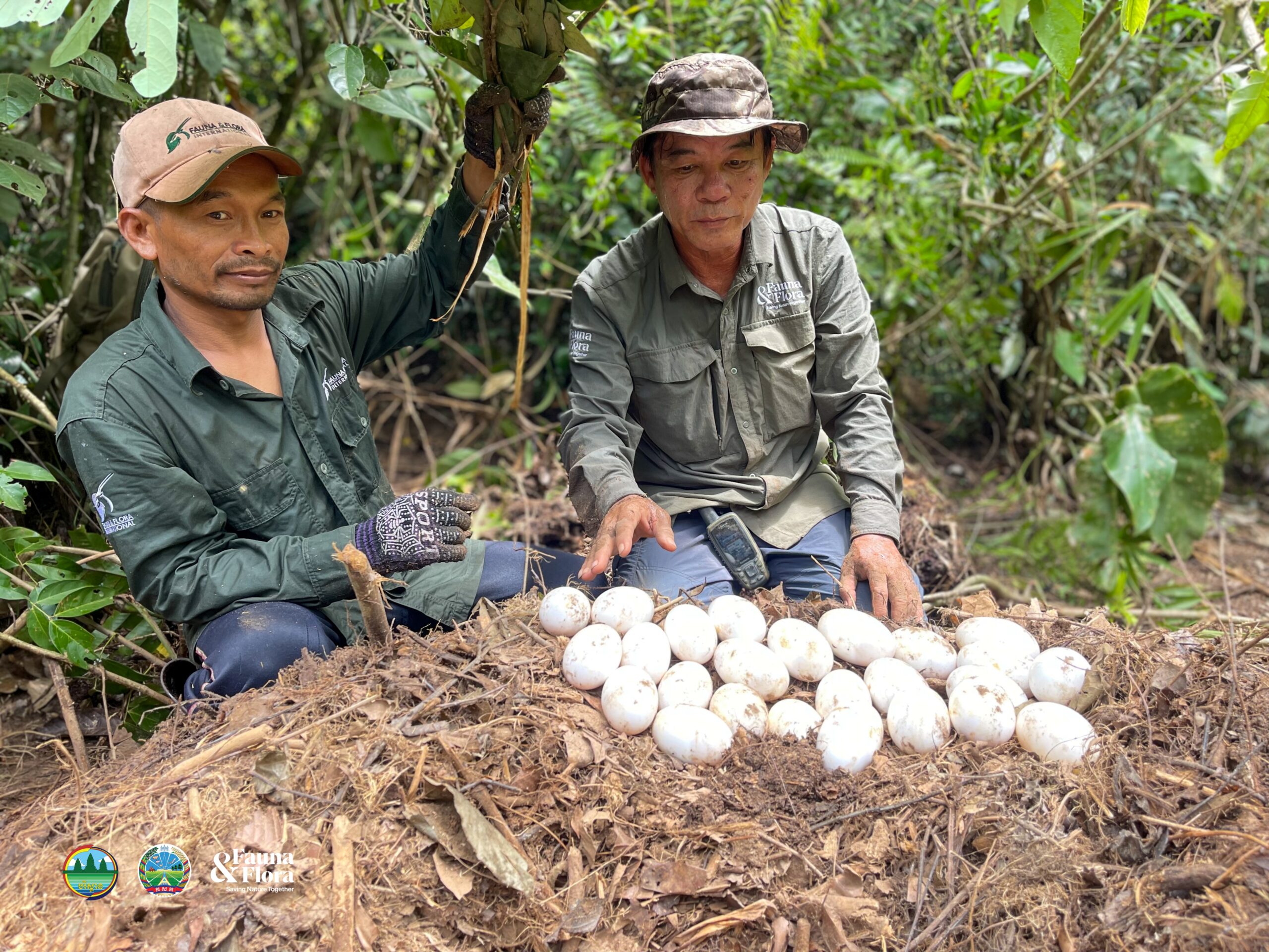 សម្បុកក្រពើភ្នំចំនួនប្រាំត្រូវបានរកឃើញនៅឧទ្យានជាតិជួរភ្នំក្រវាញ ដែលជាចំនួនសម្បុកពងកូនច្រើនបំផុតមិនធ្លាប់មាន