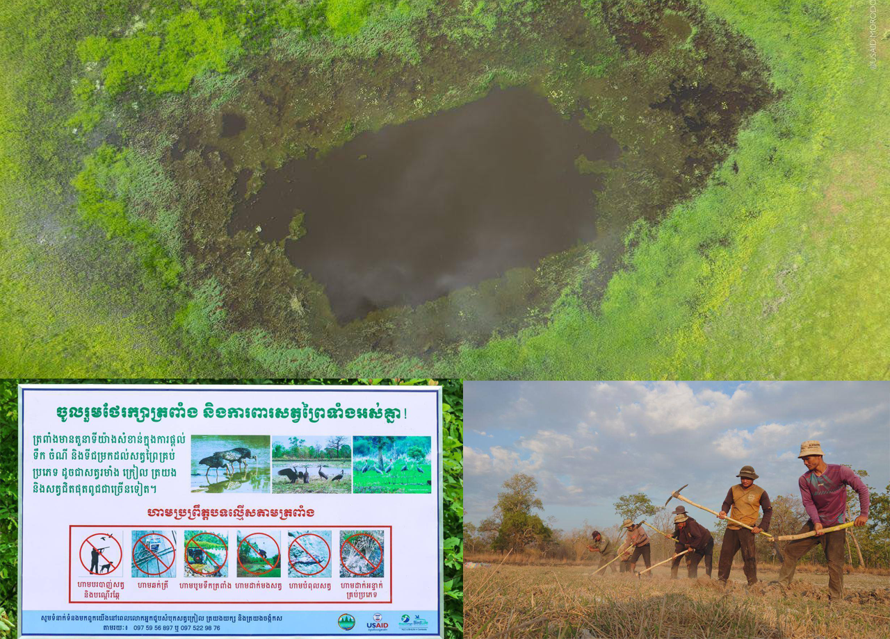 USAID ៖ ការស្តារត្រពាំងទឹកផ្តល់សារៈប្រយោជន៍យ៉ាងសំខាន់សម្រាប់អភិរក្សសត្វព្រៃប្រភេទជិតផុតពូជនៅរដូវប្រាំង