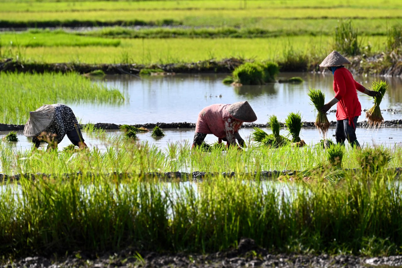 វៀតណាមកើបលុយ ៣ ពាន់លានដុល្លារពីការនាំចេញអង្ករ