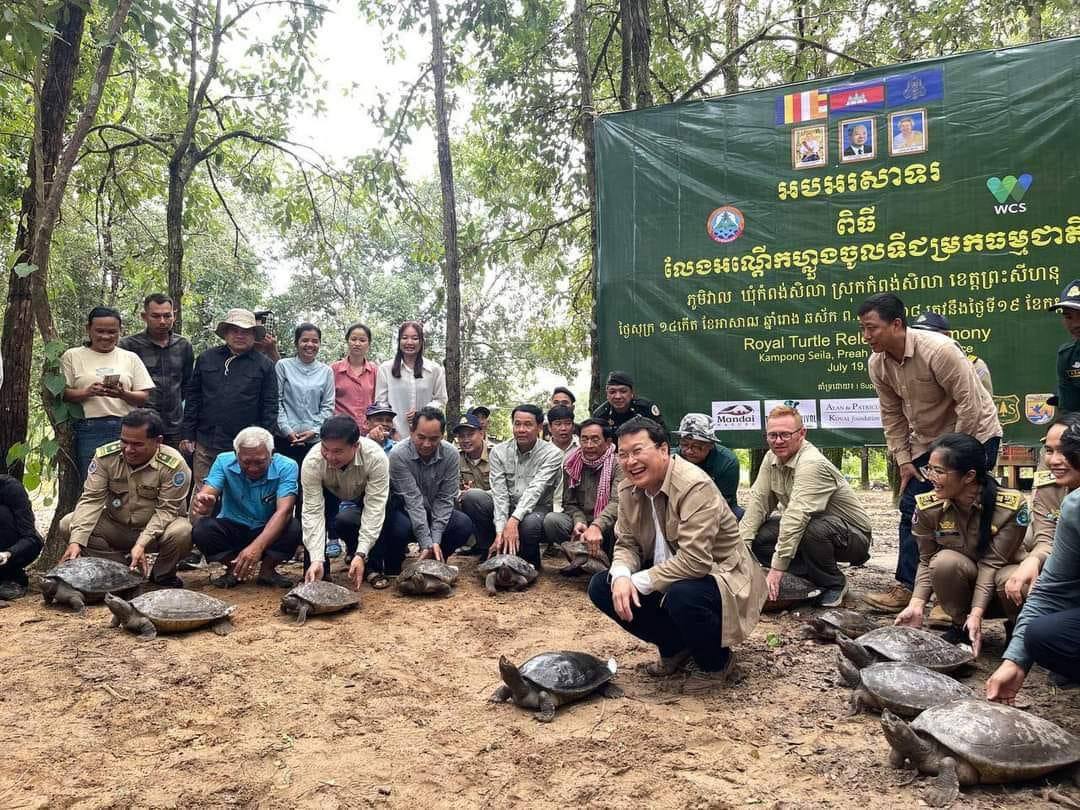 អណ្តើកហ្លួងចំនួន ២០ក្បាល ត្រូវបានលែងចូលក្នុងប្រព័ន្ធព្រែកស្រែអំបិល