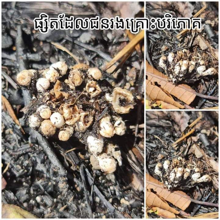 ប្តីស្លាប់ ប្រពន្ធដេកពេទ្យ បន្ទាប់ពីបរិភោគសម្លផ្សិតជាមួយសាច់គីង្គក់