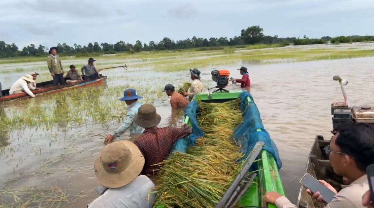 ជំនន់ទឹកភ្លៀង ធ្វើឱ្យស្រូវជាងមួយពាន់ហិកតានៅខេត្តកំពង់ធំ​រងការ​ខូចខាត