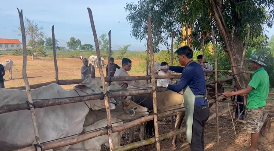 លោក ចាន់ បញ្ញាវ័ន្ដ បានដឹកនាំមន្ត្រីជំនាញចុះយុទ្ធនាការចាក់វ៉ាក់សាំង ការពារជំងឺសាទឹកគោក្របី នៅភូមិតាប៉ោង ឃុំកំពង់ស្វាយ