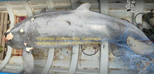 សត្វផ្សោតញីជំទង់មួយក្បាល បានងាប់នៅក្បែរអន្លង់កាំពី​នៃខេត្តក្រចេះ
