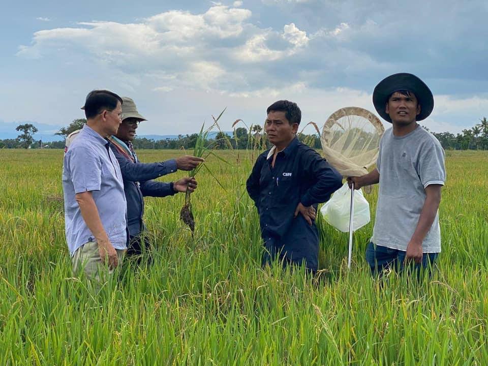 ថ្នាំ Paclobutrazol ប្រើលើសកម្រិតនាំឱ្យស្រូវមានសភាពឡើងលឿង និងមានស្នាមអុចស្លឹកដែលនាំឱ្យធ្លាក់ទិន្នផល