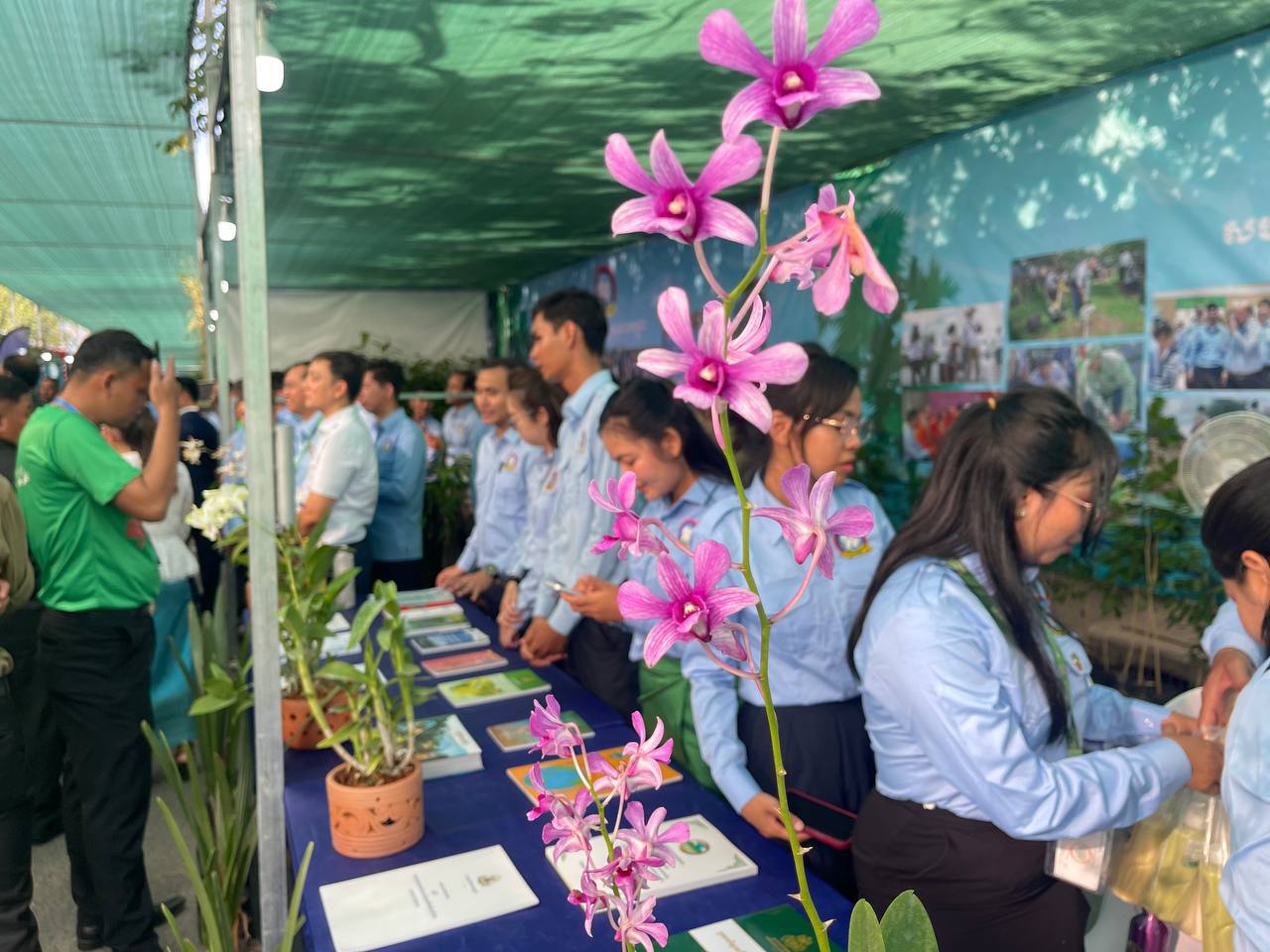 កេសរកូល ជារុក្ខជាតិដ៏មានតម្លៃ និងមានដុះច្រើននៅតាមតំបន់ព្រៃភ្នំក្នុងប្រទេសកម្ពុជា