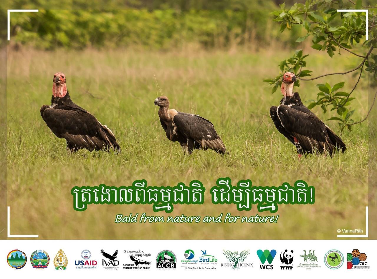 ហេតុអ្វីបានជាត្មាតក្បាលត្រងោល តើត្រងោលពីធម្មជាតិឬយ៉ាងណា?