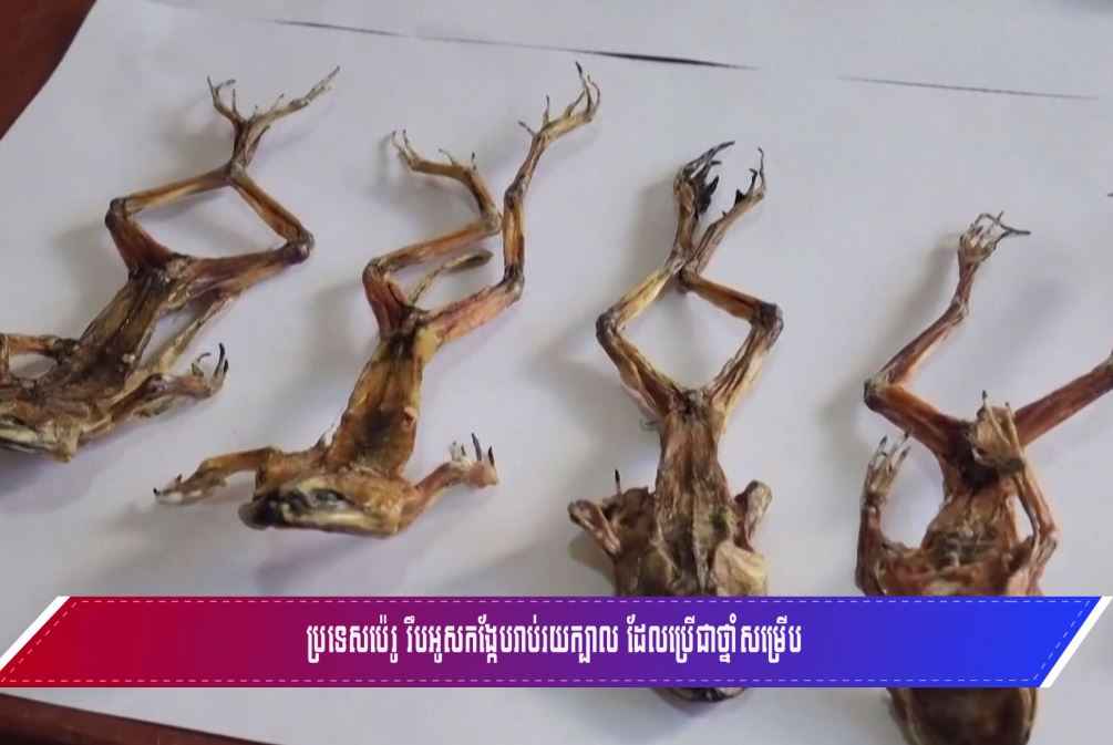 ប្រទេសប៉េរូរឹបអូសកង្កែបរាប់រយក្បាលដែលប្រើជាថ្នាំសម្រើប