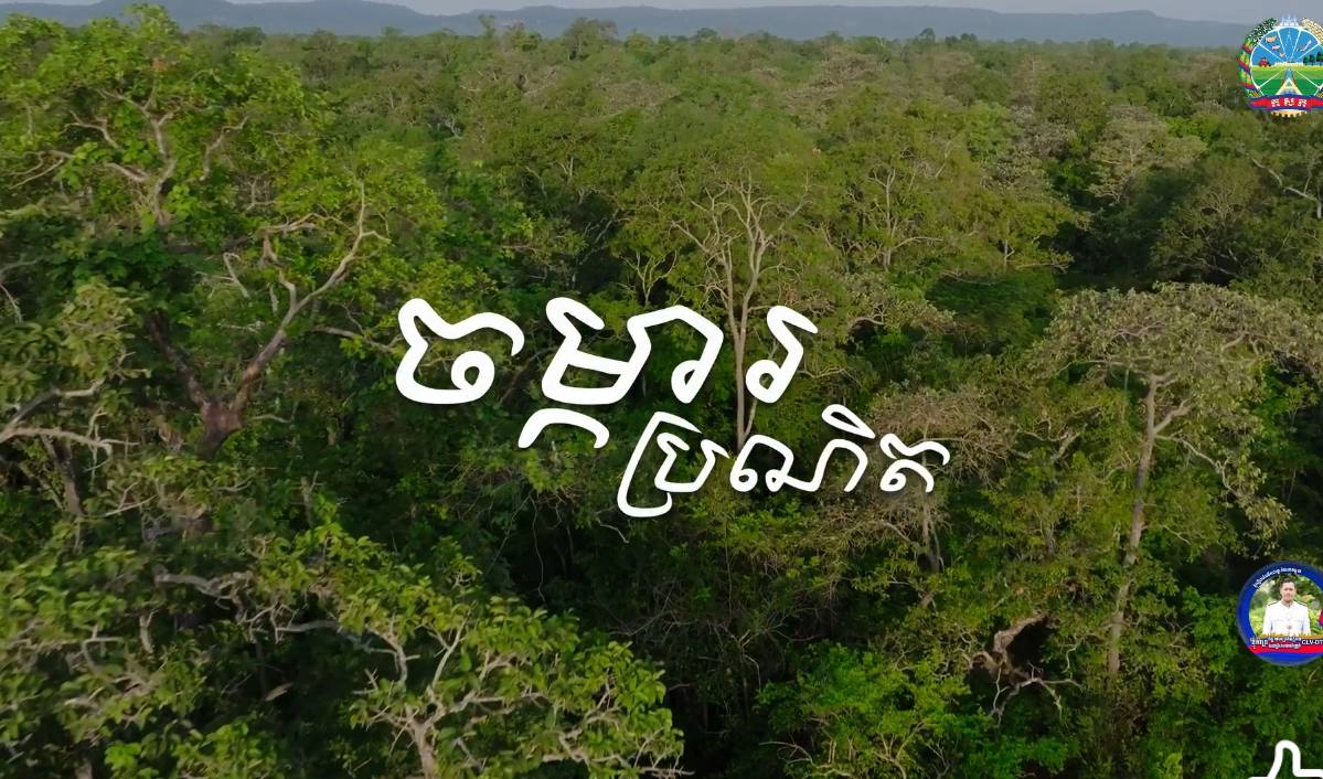 ចម្ការពូជឈើគ្រញូងដែលជាឈើប្រណិតជិត ២ពាន់ហិកតាកំពុងទាក់ទាញភ្ញៀវទេសចរ នៅស្រុកបន្ទាយស្រី ខេត្តសៀមរាប