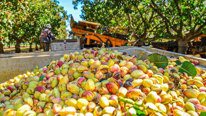 ដំណាំ «គ្រាប់រីករាយ»នៅអេស្ប៉ាញ លូតលាស់បានល្អ