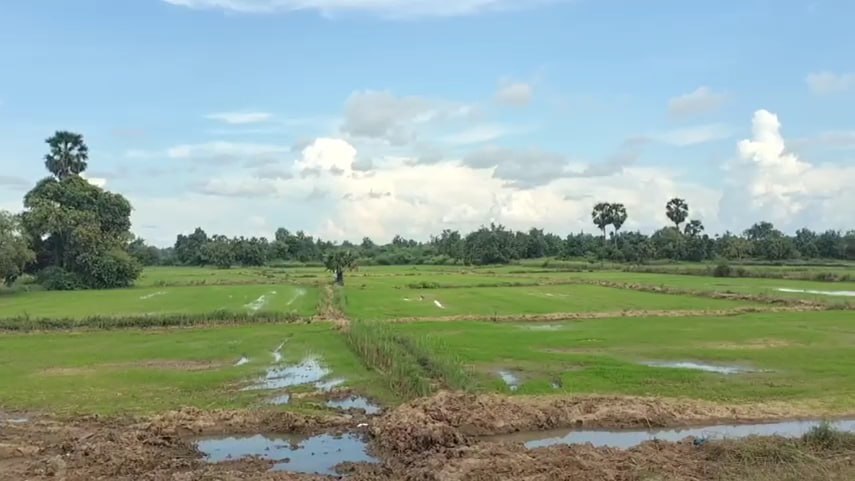 បន្ទាប់ពីទឹកស្រកនិងទទួលបានគ្រាប់ពូជពីរាជរដ្ឋាភិបាល កសិករខេត្តក្រចេះ សម្រុកស្តារដំណាំស្រូវឡើងវិញ