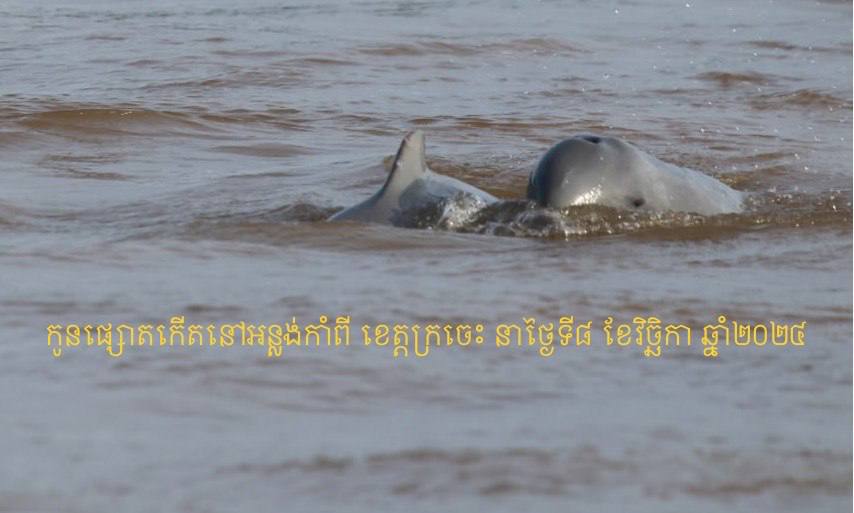 កូនផ្សោតថ្មីមួយក្បាលទៀត ទើបតែកើតនៅ អន្លង់កាំពី ខេត្តក្រចេះ