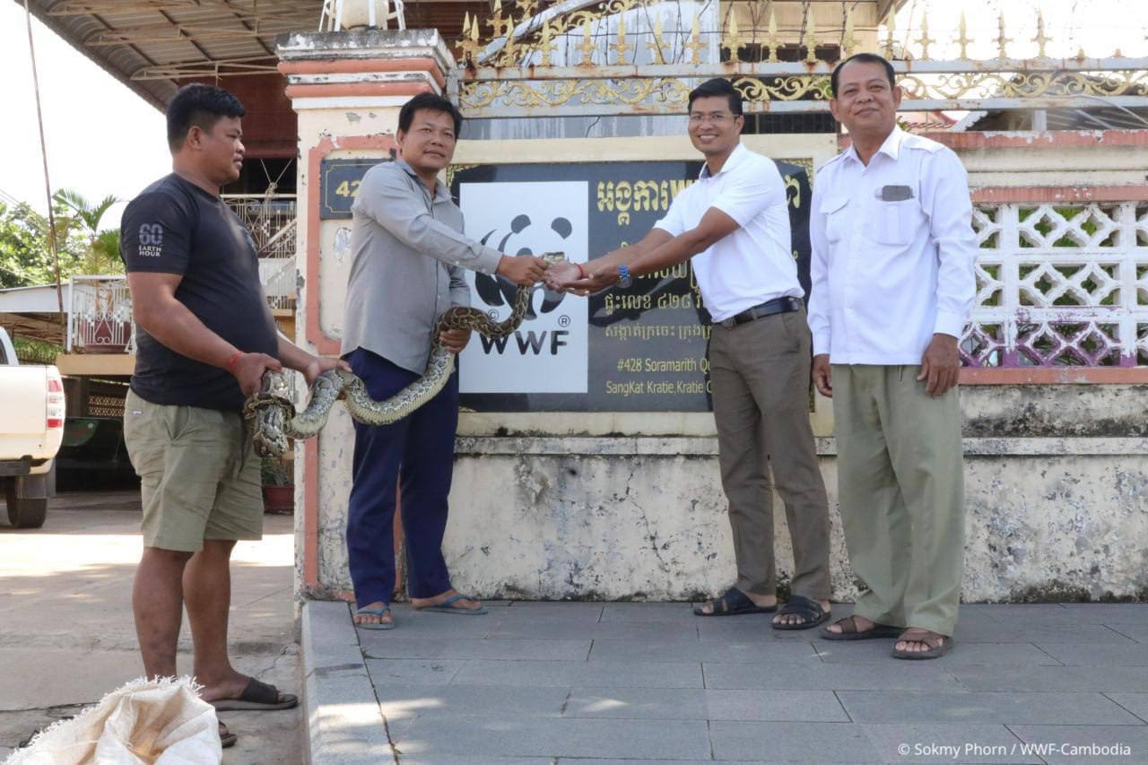 សត្វពស់ថ្លាន់ជាសត្វដ៏កម្រ និងជាប្រភេទសត្វពស់ដ៏ធំបំផុតមួយក្នុងចំណោមសត្វពស់ដទៃទៀត