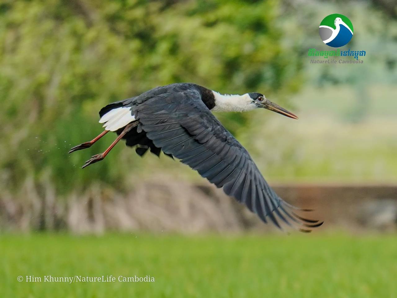 រកឃើញសំបុកសត្វកុកពាក់អំបោះចំនួន៥ នៅដែនជម្រកសត្វព្រៃលំផាត់