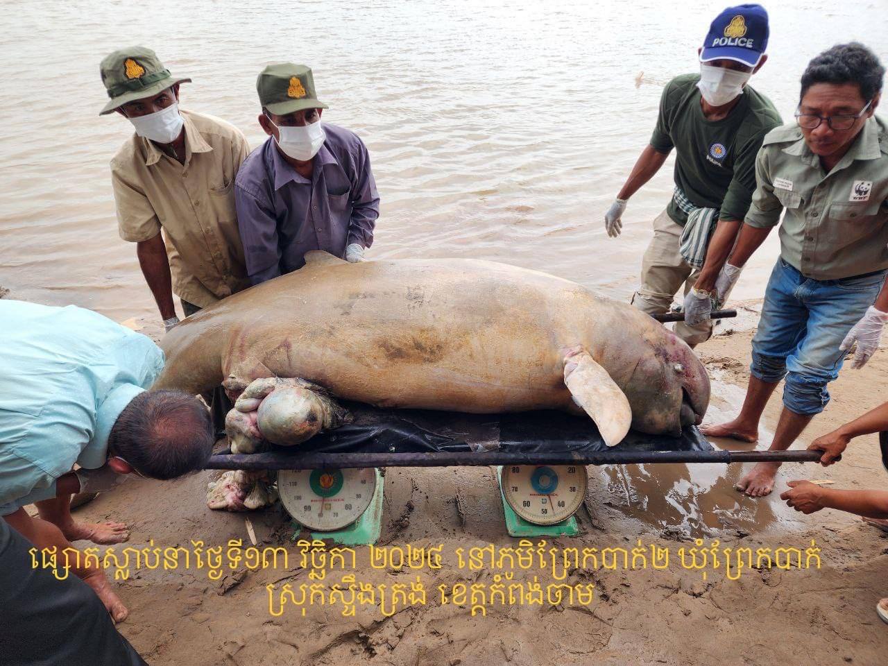 ប្រទះឃើញសត្វផ្សោតមួយក្បាល បានស្លាប់នៅស្រុកស្ទឹងត្រង់ ខេត្តកំពង់ចាម ដោយសារតែវ័យចាស់