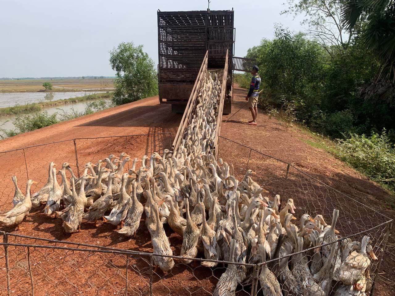 ប្រជាកសិករ ចិញ្ចឹមសត្វទាយកពង នៅស្រុកស្វាយជ្រំ រីករាយ ដោយសារពងទាមានទីផ្សារបានតម្លៃសមរម្យ មានអ្នកប្រមូលទិញដល់ទ្រុងចិញ្ចឹម