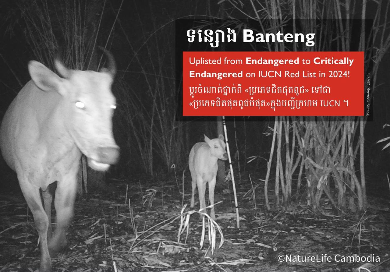 សត្វទន្សោង ត្រូវបានប្តូរចំណាត់ថ្នាក់ពី «ប្រភេទជិតផុតពូជ» ទៅជា «ប្រភេទជិតផុតពូជបំផុត»