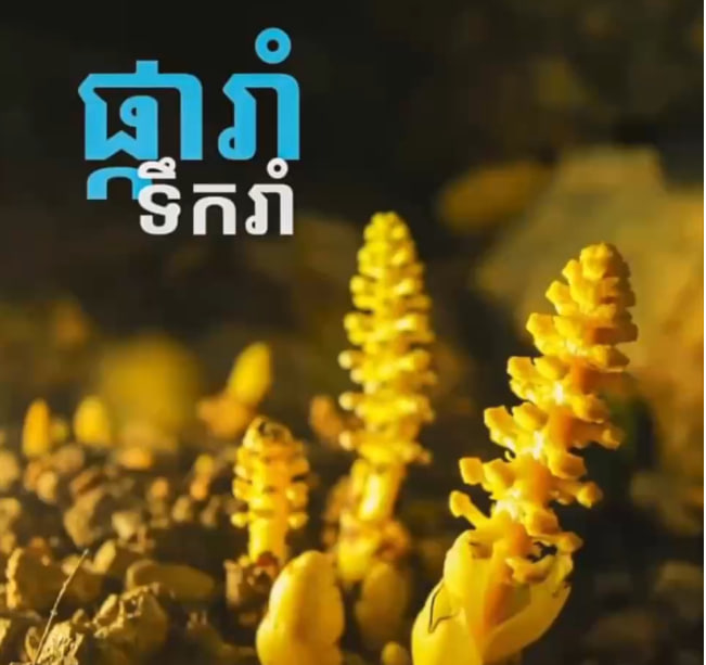 “ផ្ការាំទឹករាំ” ជាឈ្មោះដែលមានប្រជាប្រិយភាព ប៉ុន្តែឈ្មោះពិតប្រាកដគឺ “បល្ល័ង្កនពារក្ស”។ មាននៅរមណីយដ្ឋានបុរេប្រវត្តិភ្នំក្បាលរមាស ស្រុកទឹកឈូ ខេត្តកំពត 🌿🇰🇭