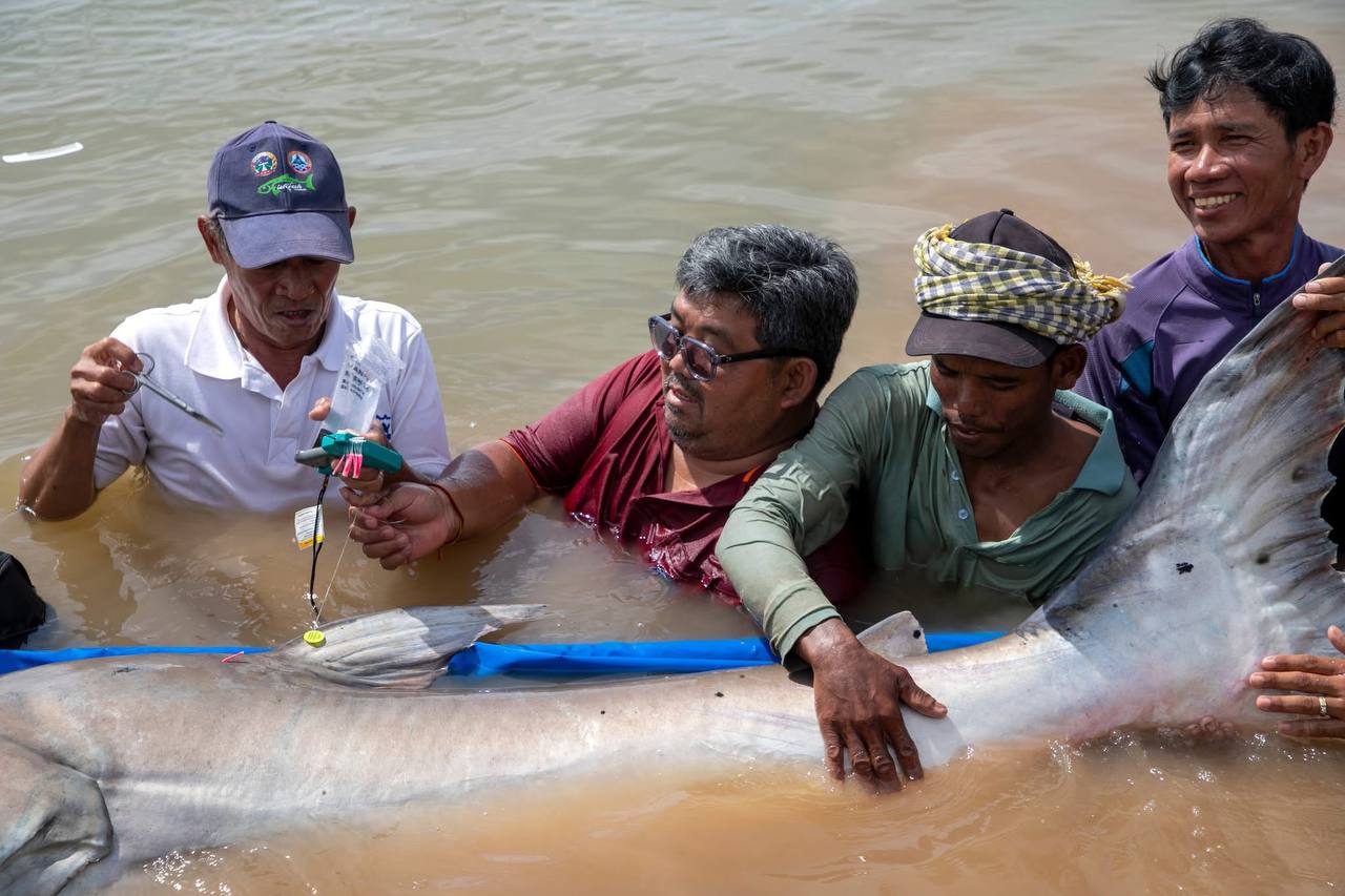 វិទ្យាស្ថានស្រាវជ្រាវ និងអភិវឌ្ឍន៍ជលផលទឹកសាប នៃរដ្ឋបាលជលផល សហការជាមួយគម្រោងអច្ឆរិយភាពទន្លេមេគង្គ បានលែងត្រីរាជចំនួន ៤ក្បាល ចូលទៅក្នុងបឹងធម្មជាតិ
