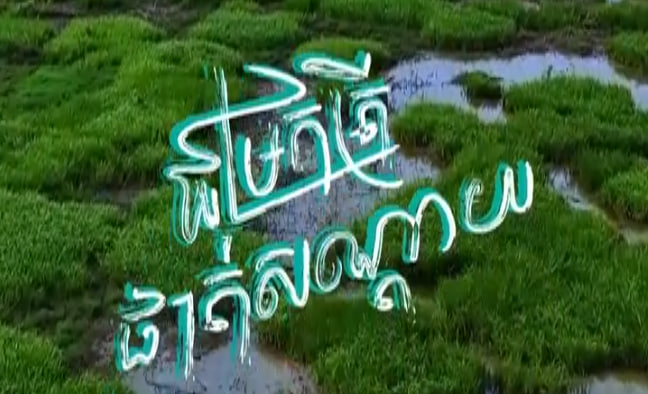 ផាត់សណ្តាយ ស្រុកកំពង់ស្វាយ ខេត្តកំពង់ធំ