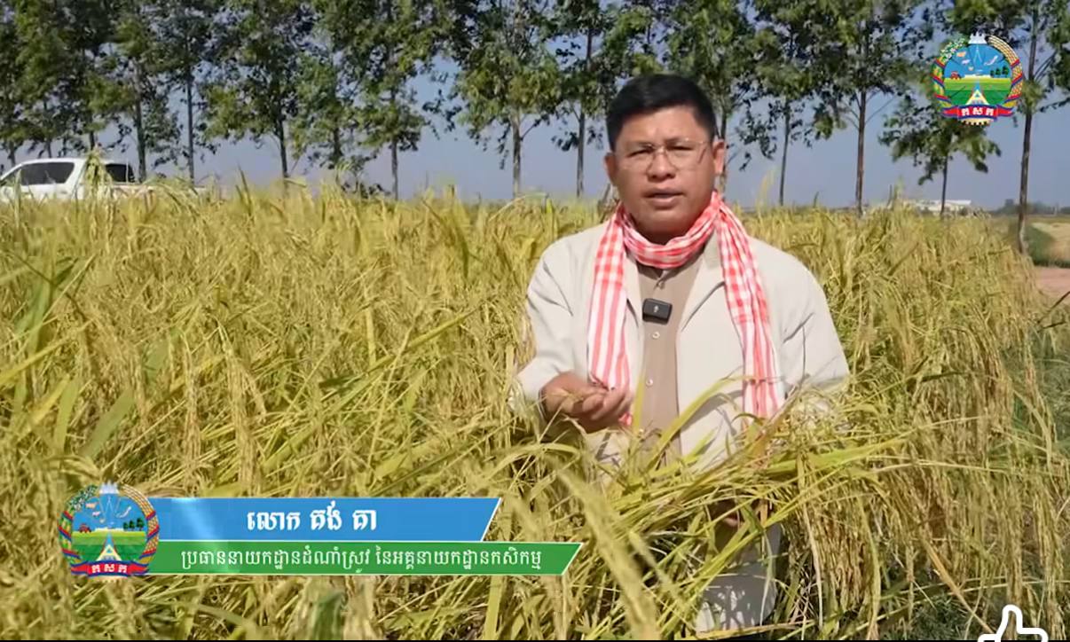 ស្រូវនាងខុនជាប្រភេទស្រូវធ្ងន់ ដាំដុះប្រើពេលយូរ ហើយចំណាយថ្លៃដើមតិច