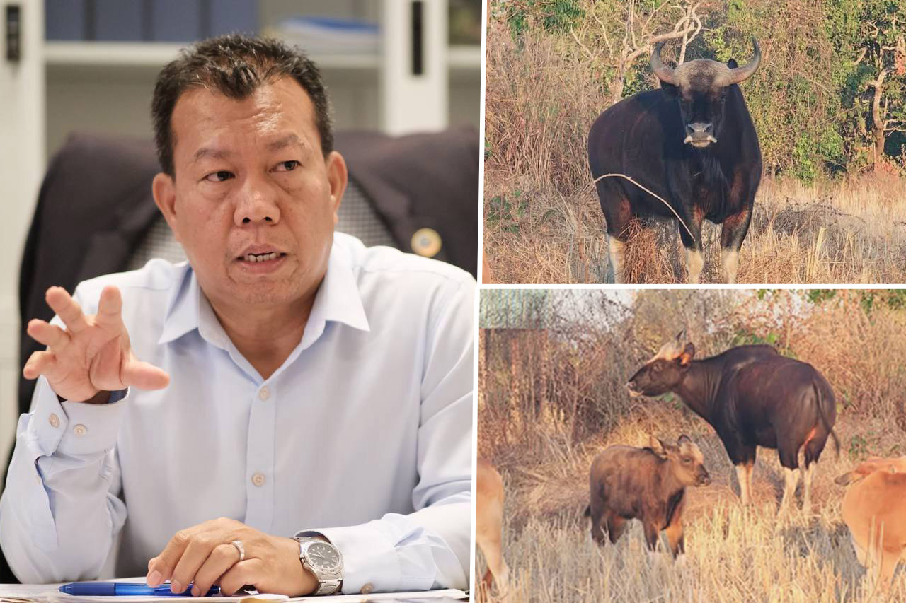សត្វខ្ទីង មេ-កូន ស៊ាំ ជាមួយមនុស្ស ក្នុងមួយឆ្នាំមកលេងជាមួយគោអ្នកស្រុកចំនួន ៣ដង