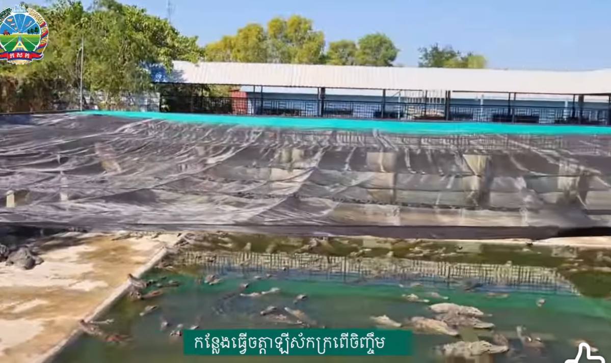 កម្ពុជា នឹងនាំសត្វក្រពើរស់ទៅកាន់ទីផ្សារប្រទសចិនលើកដំបូងនៅថ្ងៃខាងមុខ