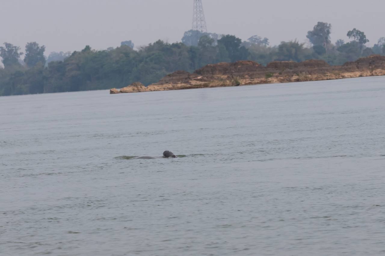 ប្រទះឃើញកូនផ្សោតកើតថ្មី ១ក្បាល នៅអន្លង់ត្បូងខ្លា ខេត្តស្ទឹងត្រែង