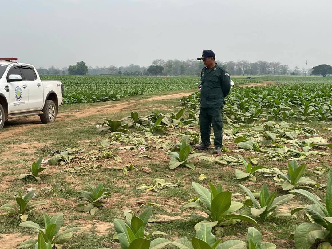 នគរបាលស្រុកកំពង់សៀម កំពុងស្រាវជ្រាវរកជនដៃដល់កាប់​បំផ្លាញដំណាំ​ថ្នាំជក់ជាងមួយហិកតា