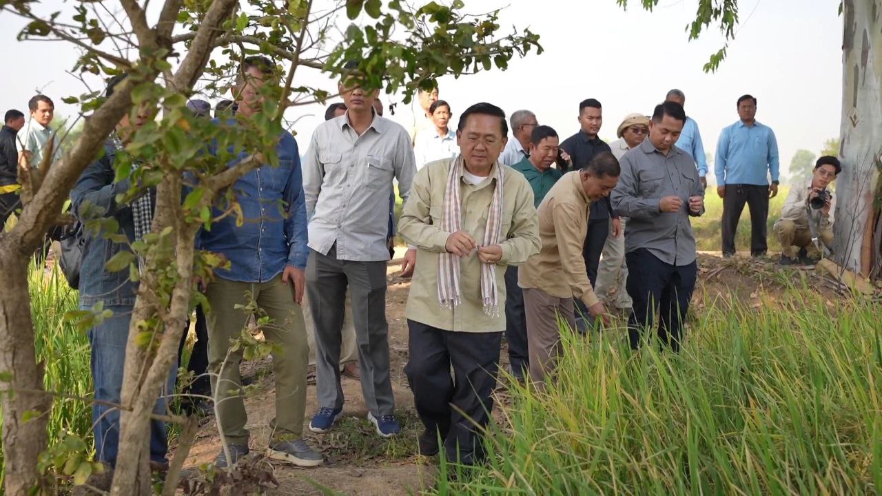 អភិបាលខេត្តបាត់ដំបងអញ្ជើញពិនិត្យស្រូវប្រាំងជាងពីរពាន់ហិកតាដែលទទួលការសង្រ្គោះ