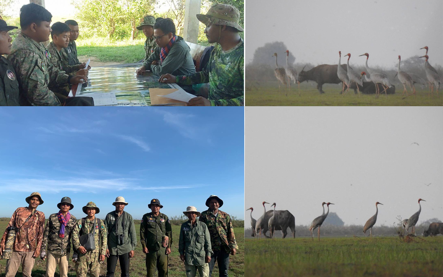 ការធ្វើជំរឿនប្រចាំខែធ្នូ២០២៤ សត្វក្រៀលមានការថយចុះនៅតាមតំបន់ការពារទេសភាពបឹងព្រែកល្ពៅ និងតំបន់ការពារទេសភាពអន្លង់ព្រីង