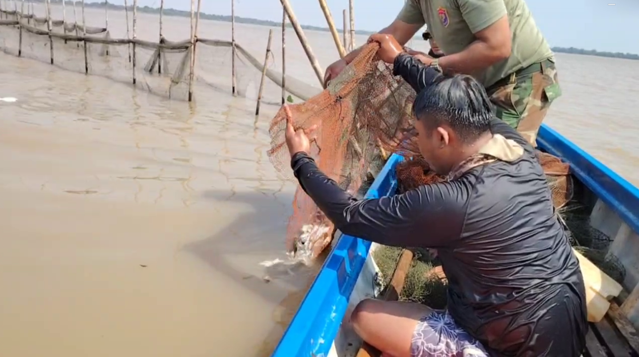 របាំងស្បៃមុងល្មើសច្បាប់ជាងមួយម៉ឺនម៉ែត្រត្រូវបានបំផ្លាញ​ចោលនៅ​ស្រុកបរិបូណ៌
