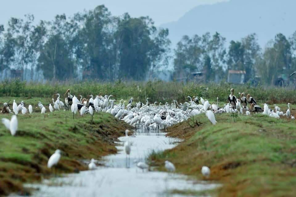 ភ្ញៀវទេសចរអាចមកលំហែរទស្សនាហ្វូងសត្វស្លាបជាង ១០០ប្រភេទនៅស្រុកបូរីជលសារ និងស្រុកកោះអណ្តែត