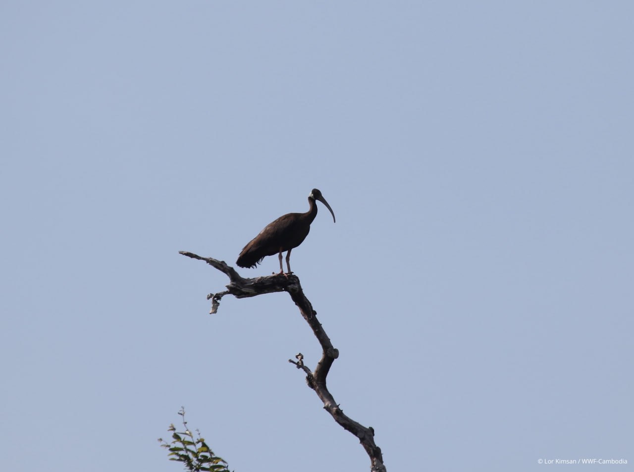 អ្នកអភិរក្ស ប្រទះឃើញកូនៗសត្វត្រយងចង្កំក-ស និងសត្វត្រដក់​តូចនៅក្នុងដែន​ជម្រកសត្វ​ព្រៃសំបូរ