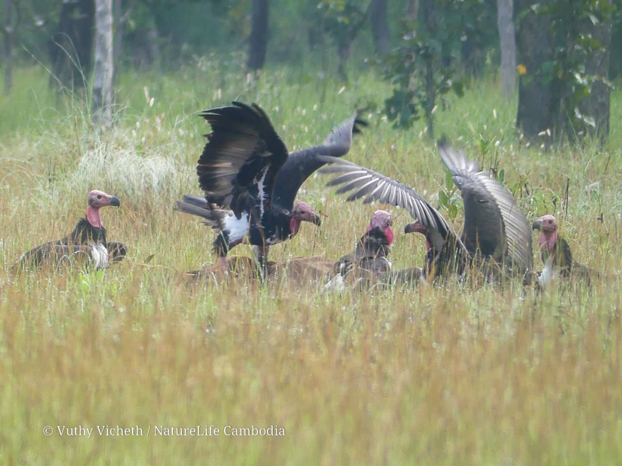រៀបចំអាហារដ្ឋានសម្រាប់ផ្តល់ចំណីដល់សត្វត្មាតចំនួន ៤កន្លែងនៅដែនជម្រកសត្វព្រៃលំផាត់