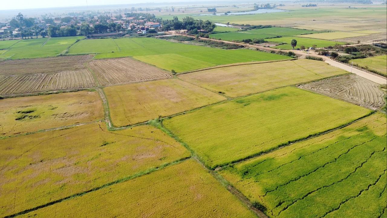 មន្ត្រីស្រុកប្រាសាទសំបូរ ចុះពិនិត្យស្រូវប្រាំងឃុំតាំងក្រសៅ ខណៈមមាចត្នោតកំពុងយាយី