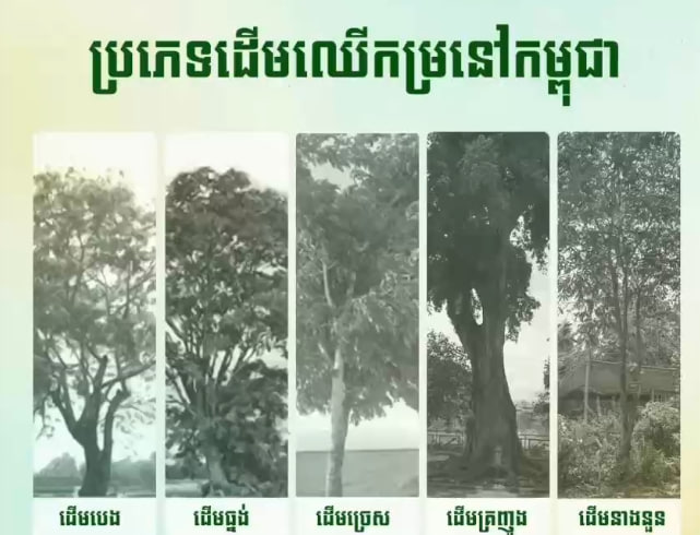 ដើមឈើកម្រ ៥ ប្រភេទក្នុងប្រទេសកម្ពុជា