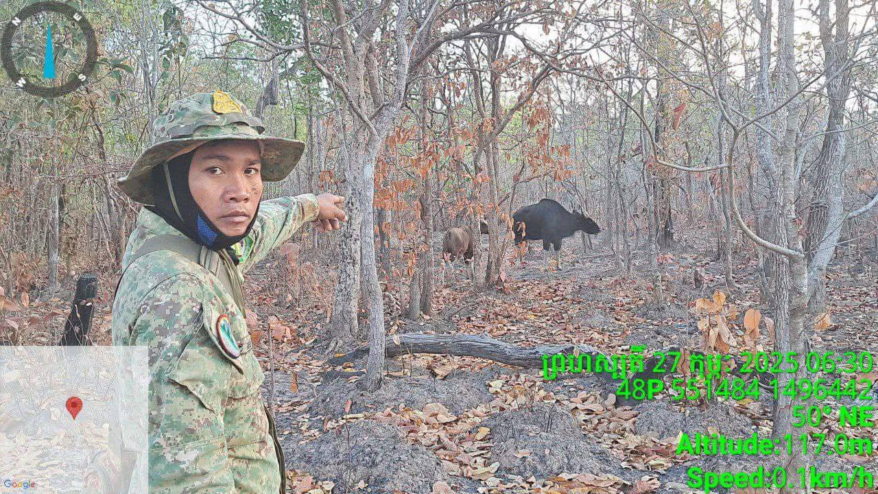 ក្រុមមន្រ្តីឧទ្យានុរក្សប្រទះឃើញសត្វខ្ទីង២ក្បាលនៅស្រុកជ័យសែន ខេត្តព្រះវិហារ