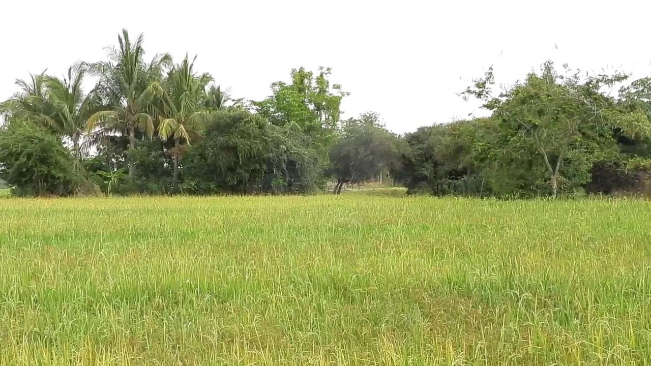 កសិករឃុំភ្នំសំពៅ អរគុណក្រសួងធនធានទឹក និងរដ្ឋបាលខេត្ត ដែលជួយសង្រ្គោះស្រូវប្រាំងទាន់ពេលវេលា