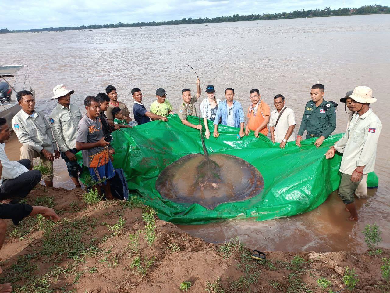 ត្រីបបែលយក្សទឹកសាបនៅកម្ពុជាកំពុងស្ថិតក្នុងការពិចារណាដើម្បីដាក់បញ្ចូលក្នុងបញ្ជីប្រភេទធនធានជលផលកំពុងរងគ្រោះថ្នាក់របស់កម្ពុជា