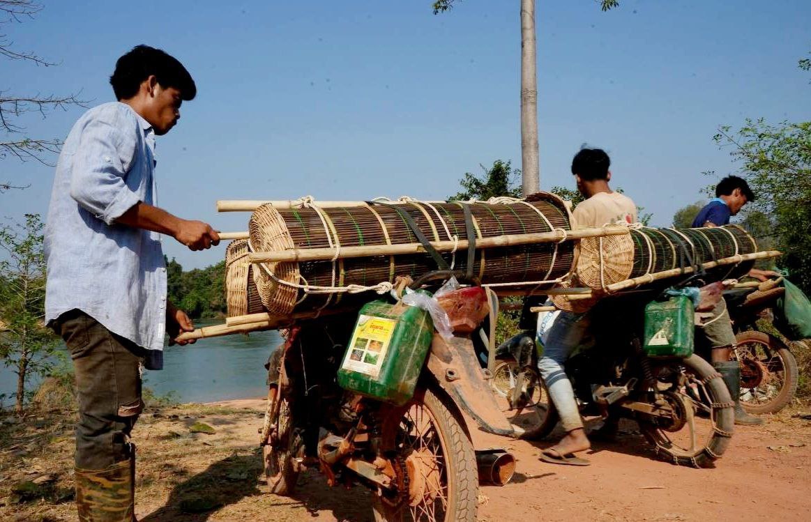 ក្រោយបាត់វត្តមានជាង២០ ឆ្នាំ សត្វក្រពើភ្នំពូជសុទ្ធ ១០ក្បាល ត្រូវបានយកទៅលែងក្នុងឧទ្យានជាតិវរៈជ័យ