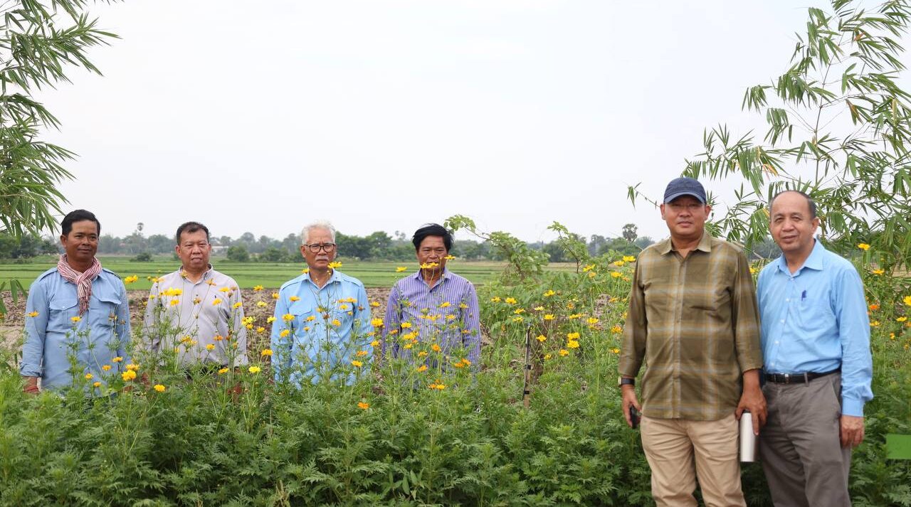 ផ្កាស្បៃរឿង ១លានដើមចាប់ផ្តើមបង្អួតសម្រស់ទទួលទេវតាឆ្នាំថ្មី និងភ្ញៀវទេសចរណ៍ មកកម្សាន្តសង្រ្កាន្តអូររាំងឪ ឆ្នាំ២០២៥ នៅឧទ្យានទន្លេស្ងួត