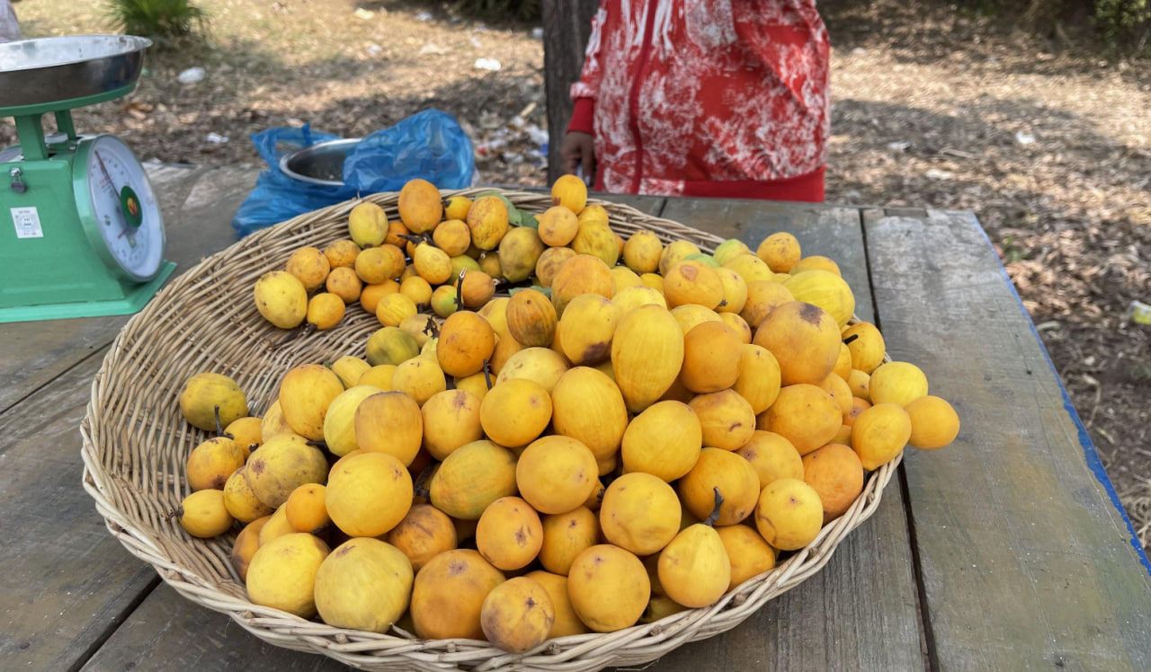 រយៈពេលជាងមួយខែនៃរដូវលក់ផ្លែគុយ ពលរដ្ឋ អាចរកចំណូលចាប់ពីជាង ១លាន ដល់ជិត ៣លានរៀល
