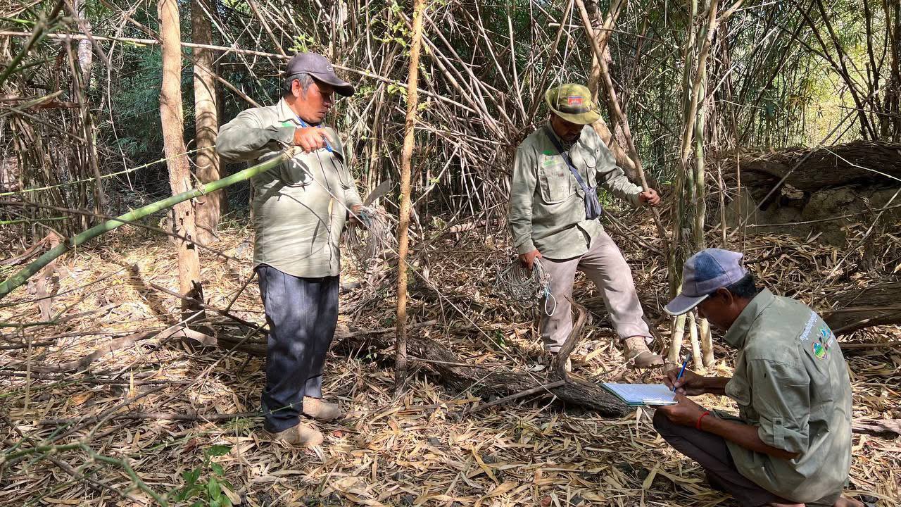 រយៈពេល ៣ខែ នៃដើមឆ្នាំ២០២៥ ដែនជម្រកសត្វព្រៃលំផាត់ដក​ហូត​អន្ទាក់បានជាង ៣០០ខ្សែ