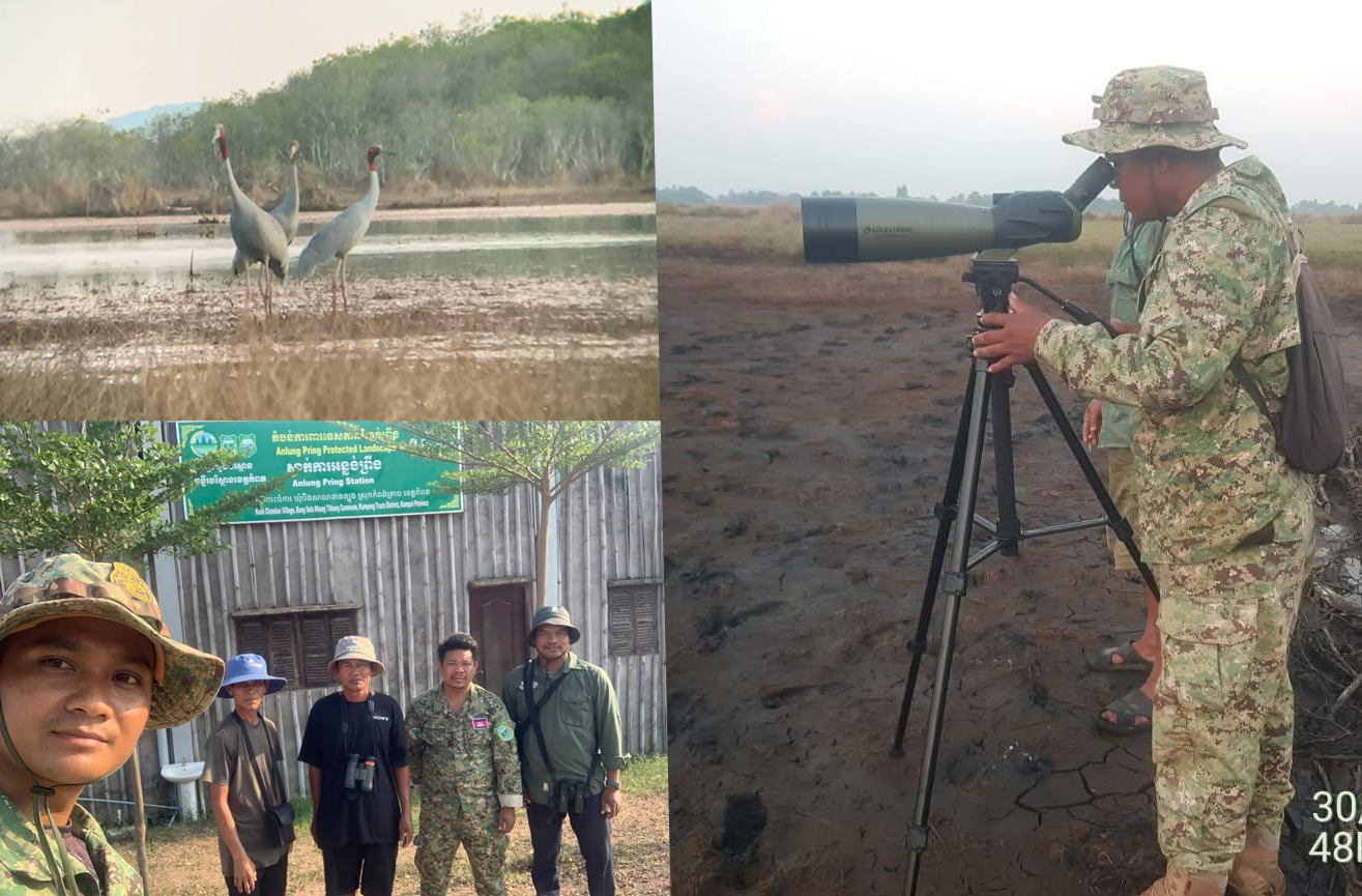 សត្វក្រៀលចំនួន ៤០ក្បាល កំពុងបន្តមានវត្តមាននៅតំបន់ការពារ​ទេសភាព​អន្លង់ព្រីង