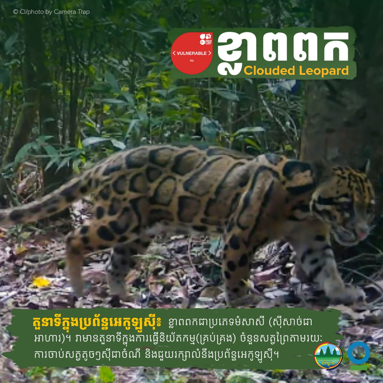 អបអរសាទរទិវាសត្វខ្លាអន្តរជាតិ