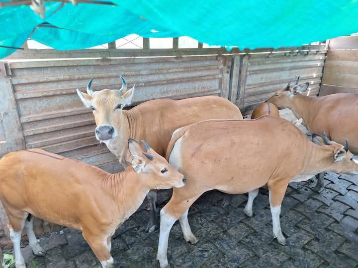 សត្វទន្សោង ១៦ក្បាល នៅខេត្តស្ទឹងត្រែង ត្រូវបានជួយសង្គ្រោះ