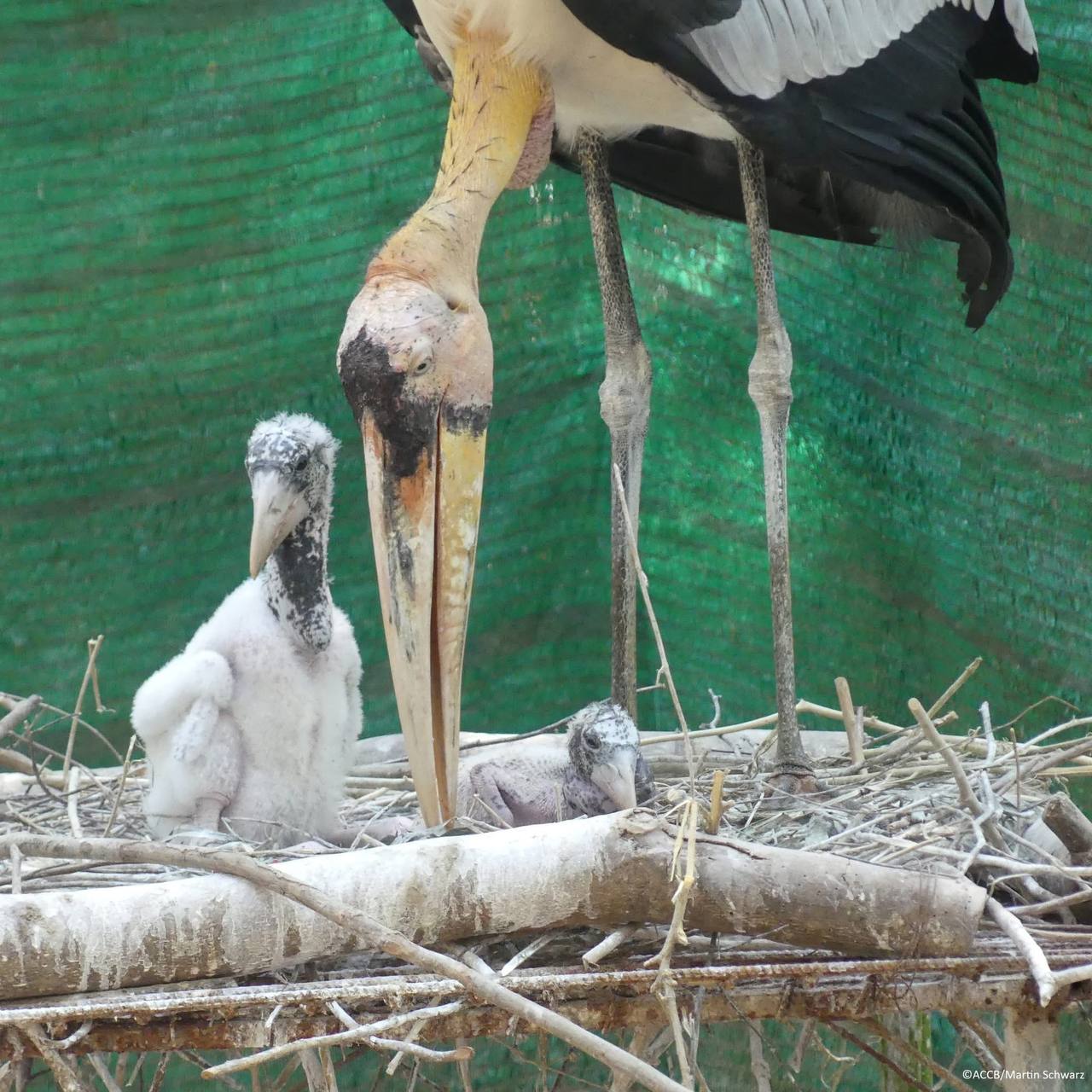 បង្កាត់ពូជសត្វត្រដក់ធំបានកូន ២ក្បាលយ៉ាងជោគជ័យ
