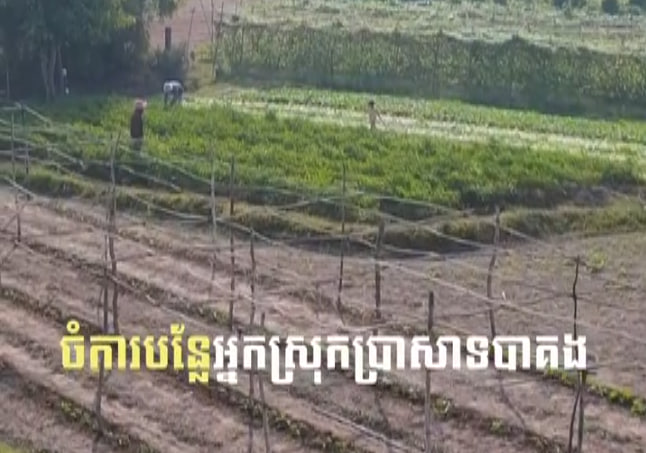 ចំការបន្លែអ្នកស្រុកប្រាសាទបាគង 🥬🌶