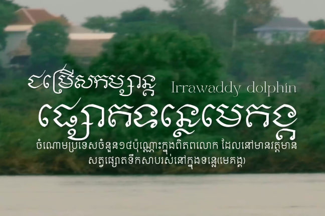 សត្វផ្សោតទន្លេមេគង្គ (Irrawaddy dolphin) ខេត្តក្រចេះ